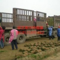 供應(yīng)冷季型早熟禾草坪