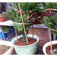 江蘇室內花卉|南京卉之源|大葉室內花卉