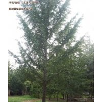 山東銀杏樹,綠萌銀杏,山東銀杏樹多少錢一棵