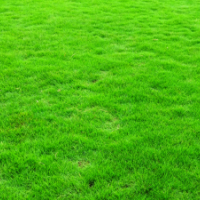 貴州興義興仁冊亨安龍貞豐哪里有馬尼拉草