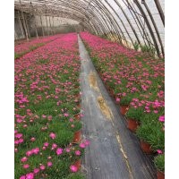 草花基地，草花價(jià)格