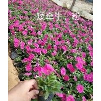 矮牽牛出售，矮牽牛供應(yīng)，優(yōu)質(zhì)矮牽?；?/></a>
<div><a href=