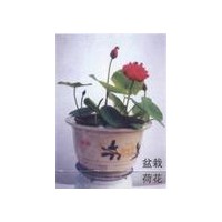 出售盆栽荷花、睡蓮種苗