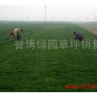 草坪銷售 早熟禾草坪銷售