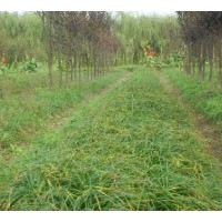供應(yīng)大葉麥冬草，中葉麥冬草，小葉麥冬草 金邊麥冬草，彩葉麥