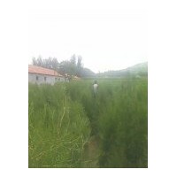 供應(yīng)各種規(guī)格的側(cè)柏 一串紅、萬壽菊、彩葉草、矮牽牛、孔雀草