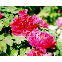 供應(yīng)牡丹、馬蘭，、美人蕉、芍藥、串紅