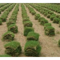 出售各類草坪、苗木：馬尼拉草坪，矮生百慕達草坪，高羊茅草坪，