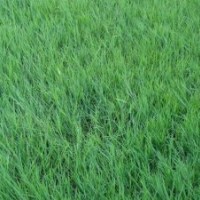 句容直銷優(yōu)質(zhì)狗牙根草坪