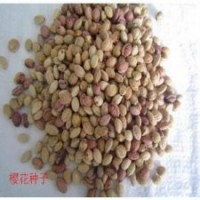 櫻花種子常年大量供應(yīng)送貨上門品質(zhì)保證