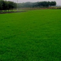 供應(yīng)剪股穎草坪，剪股穎草種，江蘇沭陽剪股穎，剪股穎種子價(jià)格