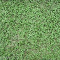 長(zhǎng)期供應(yīng)綠化草皮大葉油草、臺(tái)灣草