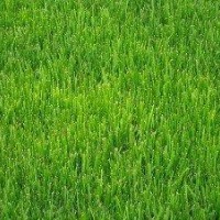 果嶺草坪、高羊茅草坪直銷