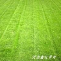 陽(yáng)泉草坪 長(zhǎng)治草坪 晉城草坪