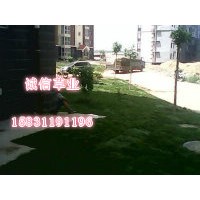草坪 草皮 草皮卷