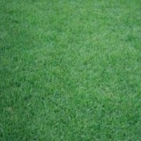 中華結(jié)縷草坪