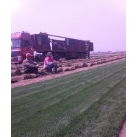 草坪報價|草坪種植|草坪管理