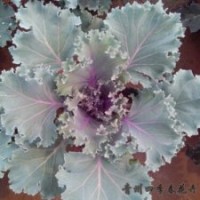 冬季耐寒草花羽衣甘藍(lán)