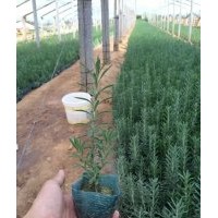 山東青州花卉市場