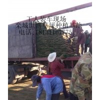 邢臺(tái)草坪|邯鄲草坪|秦皇島草坪