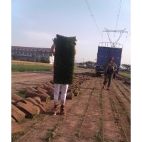 專業(yè)種植草坪就是好|河北草坪銷售基地