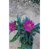 山東荷蘭菊批發(fā)基地 荷蘭菊?qǐng)D片