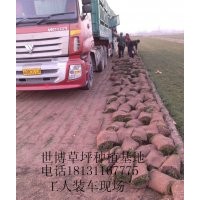 草皮、四季青草坪、草皮價(jià)格