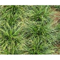 批發(fā)大葉麥冬草，中葉麥冬草，小葉麥冬草 金邊麥冬草，彩葉麥冬