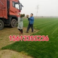 欒城小區(qū)草坪