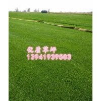 黑龍江草坪 河北草坪