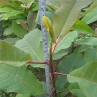 青州厚樸,厚樸,綠湖苗木(圖)