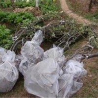 北京獼猴桃苗,旭昇園藝場,獼猴桃苗品種