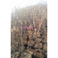 宿根花卉、樹春花卉苗木、北方宿根花卉