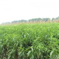 桃苗|潤(rùn)豐苗木|桃苗品種