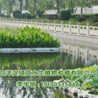 荷花、荷花種苗價(jià)格、綠荷水生