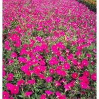 草花類矮牽牛，一串紅，孔雀草，萬(wàn)壽菊，國(guó)慶菊等