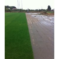 草坪 草種 草坪卷 沙培草 土培草