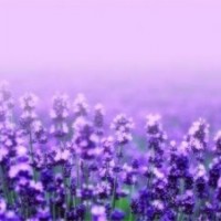 高密草花租擺價格_草花_山一花卉苗木(查看)