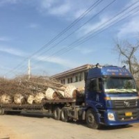 20公分銀杏樹價(jià)格|興隆銀杏|20公分銀杏樹價(jià)格