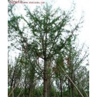 銀杏樹的價(jià)格、森鑫銀杏、100公分銀杏樹的價(jià)格