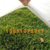 石家莊草坪批發(fā)