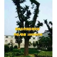 金革銀杏_銀杏樹價格_銀杏樹價格表