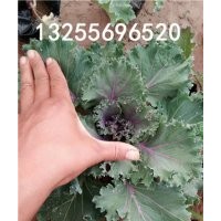 羽衣甘藍(lán)圖片 羽衣甘藍(lán)品種大全 供應(yīng)羽衣甘藍(lán) 羽衣甘藍(lán)價(jià)格