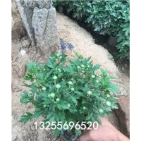 國慶菊價格 國慶菊品種大全 國慶菊圖片 國慶菊批發(fā) 供應(yīng)國慶菊