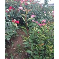 紅葉石楠價(jià)格表 紅葉石楠批發(fā) 紅葉石楠照片 供應(yīng)紅葉石楠