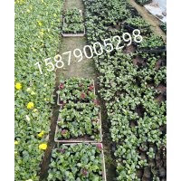 江西省南昌市哪里有冬季草花石竹羽衣甘藍(lán)；三色堇金盞菊甜菜賣