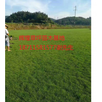 馬尼拉草坪苗木基地大量供應(yīng)