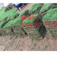 馬尼拉草坪基地批發(fā)