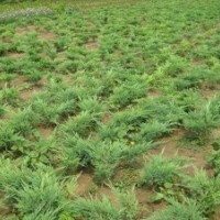 基地小地柏苗的單價，現(xiàn)貨低價