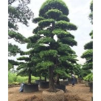 日本造型羅漢松,造型羅漢松,萬達(dá)苗圃(圖)